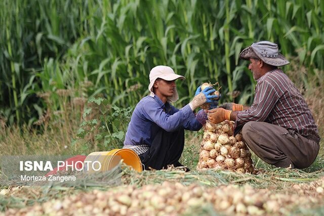 آغاز برداشت پیاز خارج از فصل از زمین‌های کشاورزی میناب