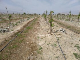 ۱۰ هکتار باغ انگور در جنوب کرمان در فصل جاری احداث شد