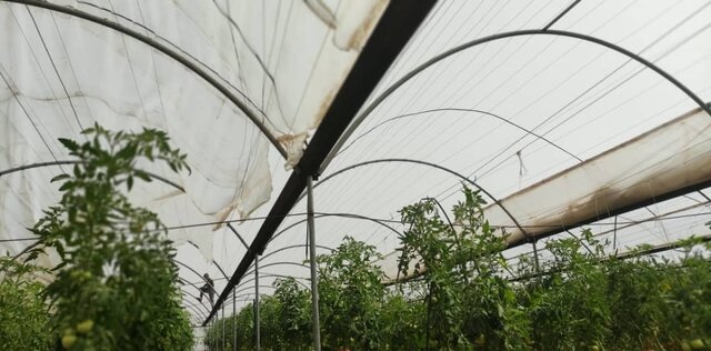 خسارت ۲ میلیارد تومانی طوفان به سازهها و محصولات گلخانهای بم