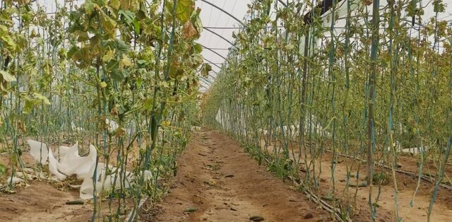 خسارت ۲ میلیارد تومانی طوفان به سازهها و محصولات گلخانهای بم