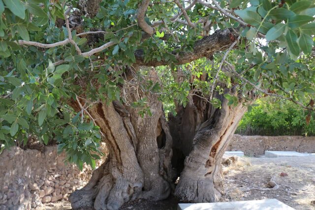 شهر «طلای سبز و سرخ» میزبان مسافران نوروزی/ دلربایی رفسنجان در بهار