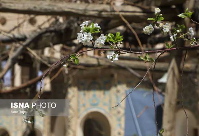 جلوه گری شکوفه های بهاری-کرمان