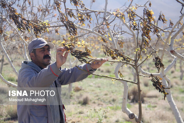 عکس تزیینی است. جلسه اضطراری سرمازدگی باغهای پسته استان کرمان با حضور وزیر جهاد کشاورزی