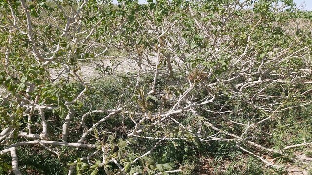 اعطای وام کمبهره کمکی بزرگ به کشاورزان/ بیمه باید حداکثر خسارت را بپردازد اعطای وام کمبهره کمکی بزرگ به کشاورزان/ بیمه باید حداکثر خسارت را بپردازد