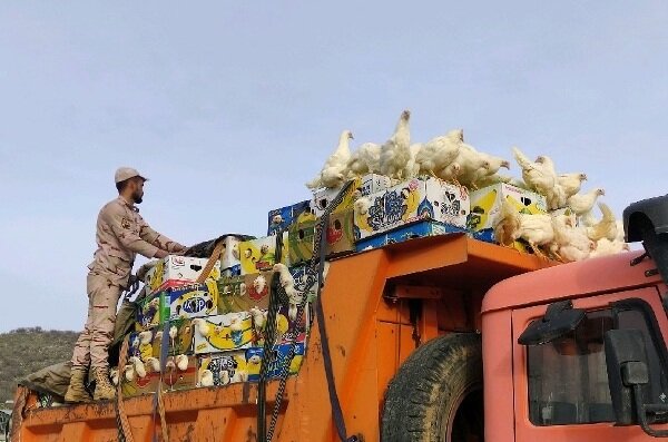 توقیف دو دستگاه کامیون حامل مرغ زنده غیرمجاز در نرماشیر