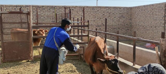 عکس تزیینی است. آغاز فاز واکسیناسیون تب برفکی گاو و گوساله در شهرستان بم