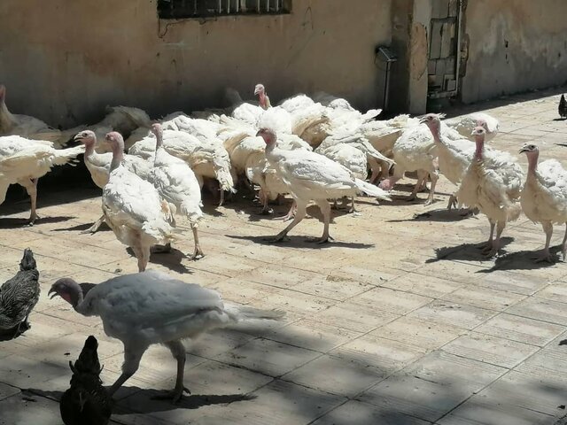 تولید نزدیک به ۹۰۰ کیلو گوشت طیور توسط مددجوی سیرجانی