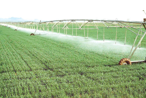 استفاده از تجارب در اصلاح الگوی کشت تا عدم تنظیم بازار از جیب کشاورز