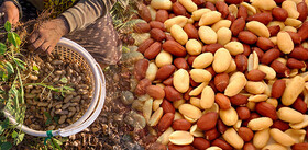 ۴ جشنواره فرهنگی ورزشی در شهرستان زرند برگزار می‌شود