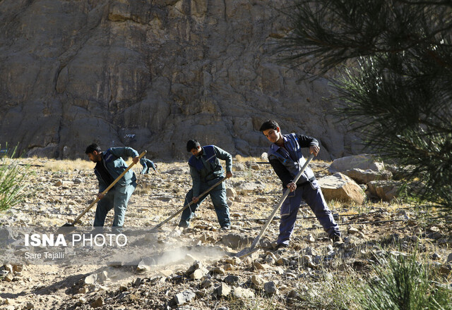 آغاز ۲۰ هکتار درختکاری در کرمان