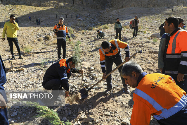 آغاز ۲۰ هکتار درختکاری در کرمان