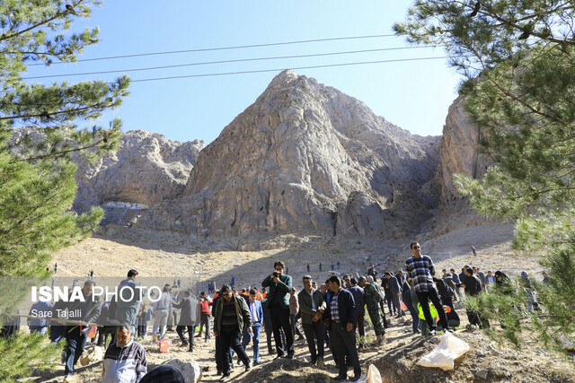 آغاز ۲۰ هکتار درختکاری در کرمان