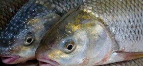 رشد 1400 تنی تولید آبزیان کرمانشاه در سال گذشته