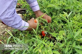 کاهش 1300 هکتاری کشت گوجه‌فرنگی در کرمانشاه 