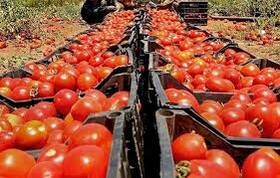 گوجه روی دست کشاورزان کرمانشاهی نمی‌ماند