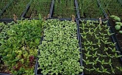 امسال 3500 هکتار از منابع طبیعی کرمانشاه زیرکشت گونه‌های گیاهی می‌رود