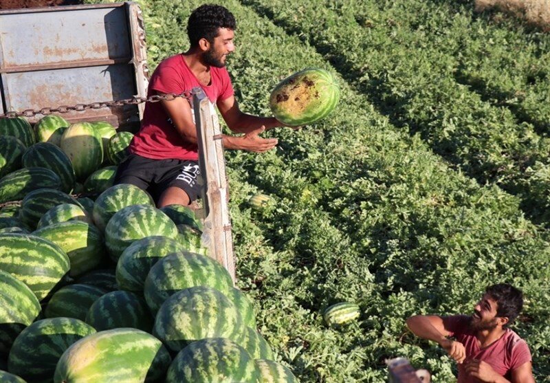 اختلاف قیمت محصولات کشاورزی "از مزرعه تا سفره"  از کجا آب می‌خورد؟!