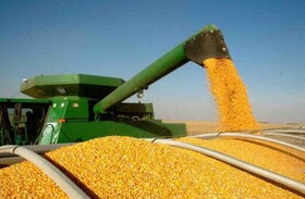مدیر زراعت کرمانشاه: رتبه دوم تولید ذرت دانه‌ای کشور را داریم
