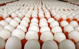 تخم‌مرغ در کرمانشاه شانه‌ای چند؟