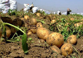 انتقاد از کشت زیاد سیب‌زمینی توسط کشاورزان سنقری