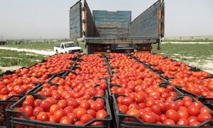 وقتی گوجه 15 هزار تومانی  در مرزها از دست می‌رود