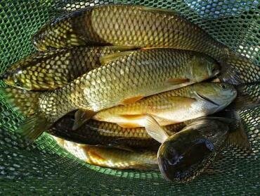برداشت بیش از 8000 تن ماهی گرمابی در کرمانشاه آغاز شد