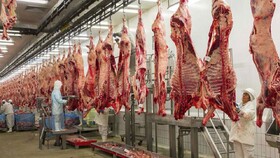جلوی خروج دام را بگیرند قیمت گوشت قرمز 20 درصد ارزان می‌شود
