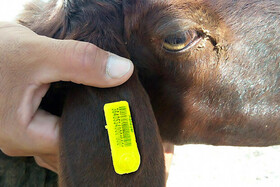 ورود مراکز خدمات کشاورزی غیردولتی کرمانشاه به حوزه پلاک‌کوبی دام‌ها