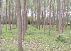 طرح "زراعت چوب" در 700 هکتار از اراضی زراعی کرمانشاه اجرا می‌شود