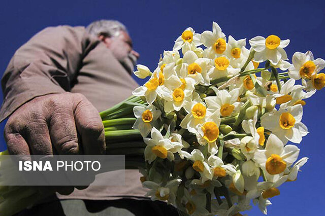 افزایش تقاضا برای خرید "گل" در آستانه روز مادر