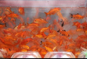 بازار فروش پنج میلیونی "ماهی قرمز" در کرمانشاه