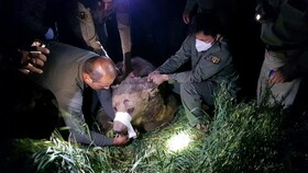 نجات خرس قهوه‌ای در کرمانشاه