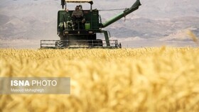 برداشت گندم در کرمانشاه آغاز شد/ برآورد کاهش تولید به‌دلیل خشکسالی