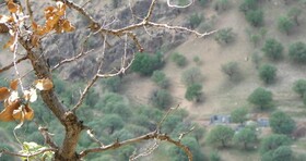 "خشکسالی" جنگل‌های زاگرس را تهدید می‌کند