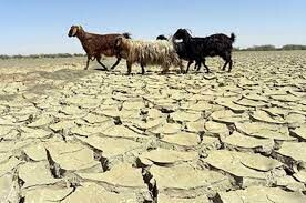 احتمال کاهش تولید "گوشت قرمز" در کرمانشاه به دلیل خشکسالی