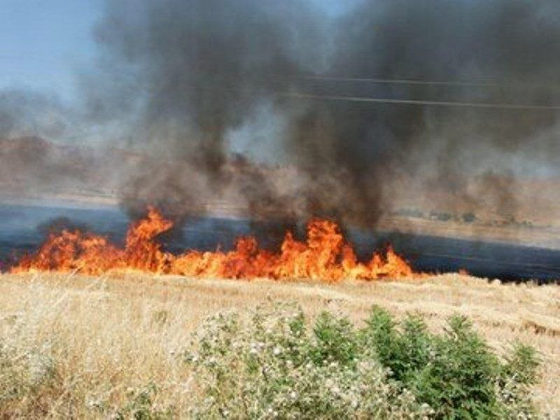 ۸۰ هکتار از مزارع گندم و جو کرمانشاه در آتش سوخت