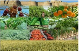 خرید توافقی محصولات کشاورزی در کرمانشاه از مرز ۲۶ هزار تن گذشت