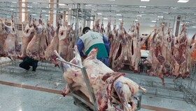 ۴۷۶ کیلو گوشت قربانی در همدان از چرخه مصرف خارج شد