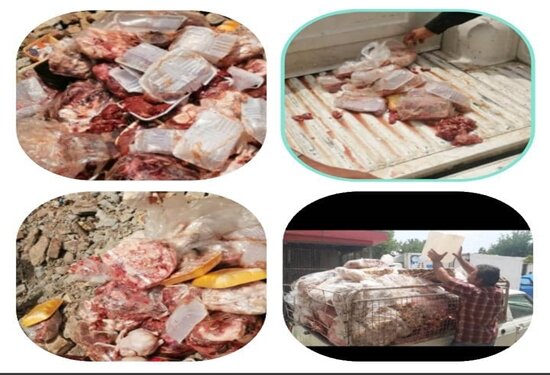  امحاء 1.3 تن گوشت و آلایش دامی غیرقابل مصرف در کرمانشاه