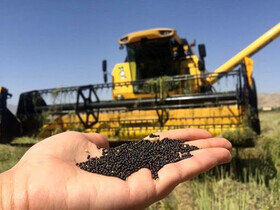 بهترین زمان کشت کلزا در کرمانشاه 15 شهریور است