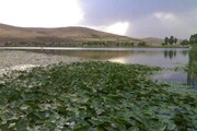 سراب نیلوفر شرایط خوبی دارد/ پیگیر بازسازی استخر روباز مجموعه هستیم
