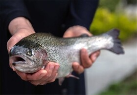 پیش‌بینی تولید ۱۶ هزار تن ماهی "قزل آلا" در کرمانشاه