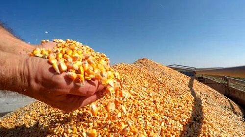 برآورد تولید بالغ بر 200 هزار تن "ذرت دانه‌ای" در کرمانشاه/ دومین تولیدکننده کشوریم