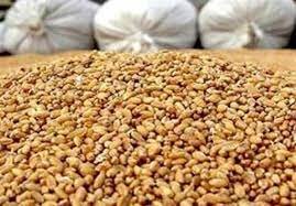 کشف 700 تن "نهاده دامی" احتکار شده در هرسین
