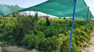 بزرگترین "باغ سایبان" غرب کشور تا پایان سال در کرمانشاه افتتاح میشود بزرگترین "باغ سایبان" غرب کشور تا پایان سال در کرمانشاه افتتاح میشود