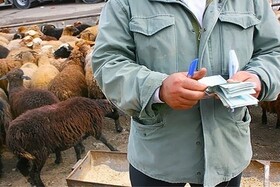 خرید دام روستایی در کرمانشاه آغاز شد