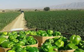 مردم نگرانی بابت مصرف محصولات کشاورزی نداشته باشند مردم نگرانی بابت مصرف محصولات کشاورزی نداشته باشند