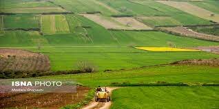 کشت قراردادی سرپرست جهادکشاورزی کرمانشاه: رتبه اول کشت قراردادی را در کشور داریم