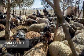  دامداران کرمانشاه از طرح خرید دام روستایی استقبال نمی‌کنند