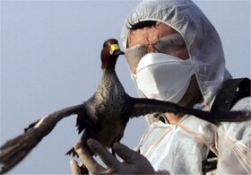 موردی از "آنفلوآنزای پرندگان" در محدوده محیط زیست نداشته‌ایم/ کاهش حضور پرندگان در "هشیلان"